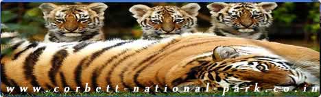 Corbett National Park - Tiger Photo Gallery