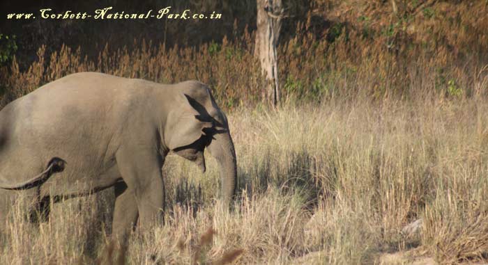 Corbett National Park - Elephant Photo Gallery