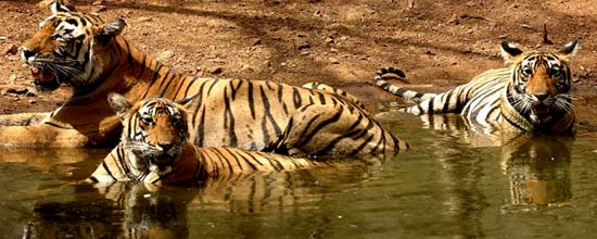 Corbett National Park is regarded as the heaven for Tigers