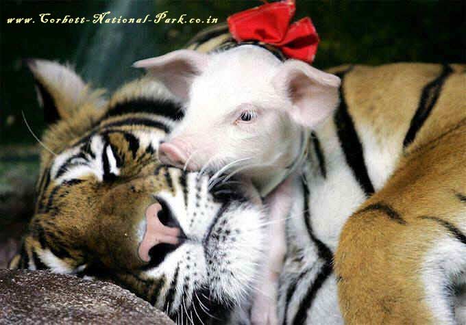Save Tigers Save Mankind