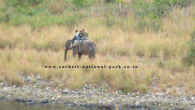 Corbett National Park - Heaven for Adventure Seeker - Wildlife Adventure Lovers