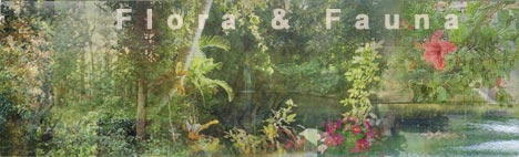  FLORA and FAUNA : JIM CORBETT NATIONAL PARK