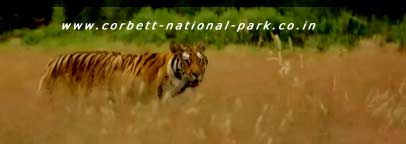 Corbett National Park