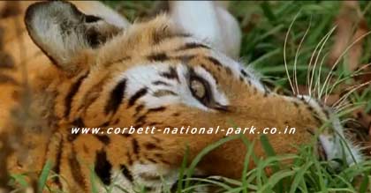 Do's and Don'ts in the Corbett National Park