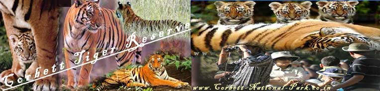 Tiger Tracing Tour - Tiger Tracking Tour
