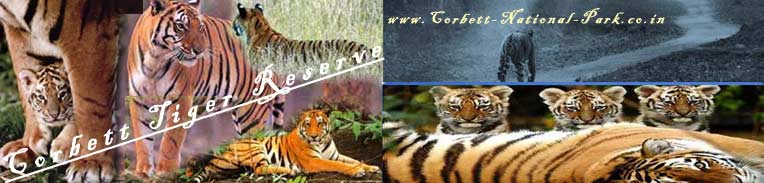 corbett national park tiger photos